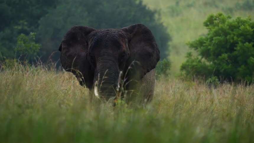 An elephant walks across a grassy field