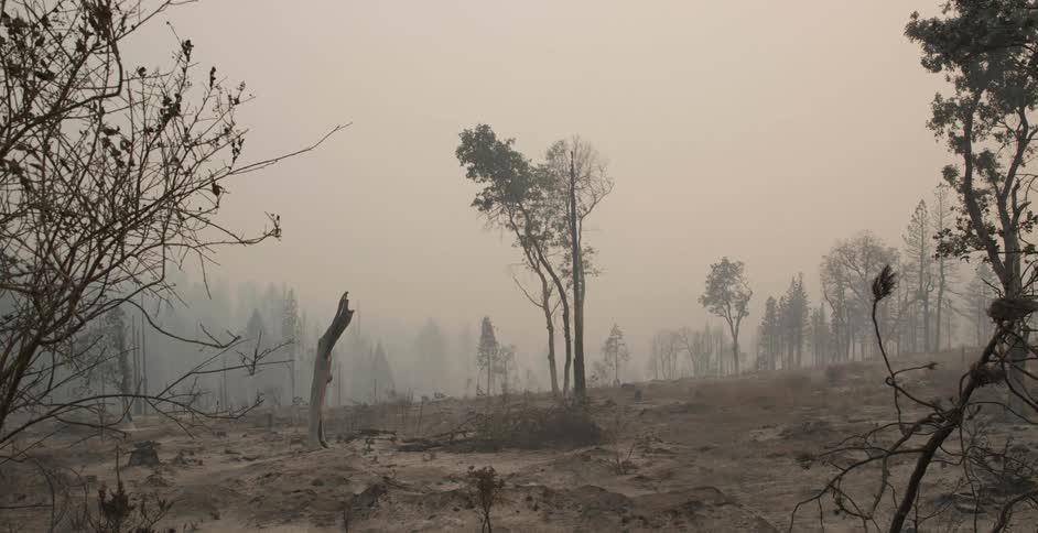 Heavy smoke sits over a forest of fallen trees