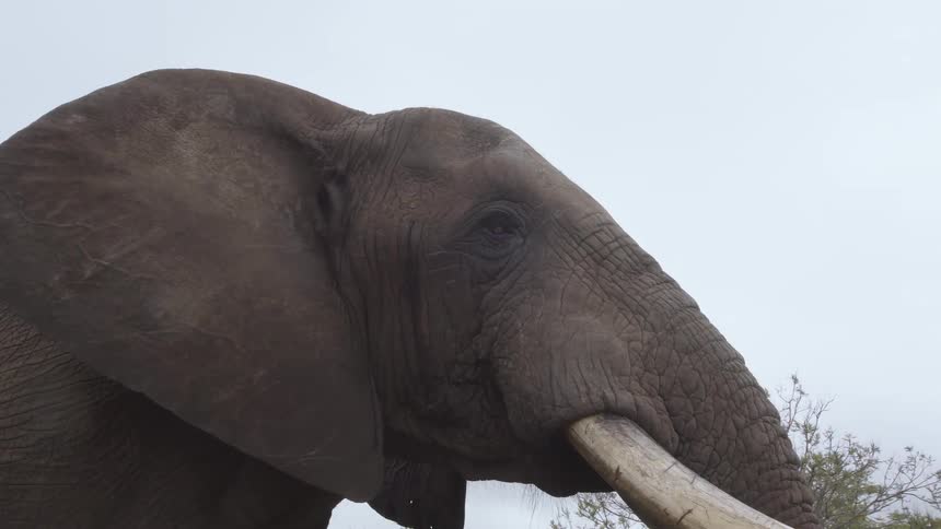 Elephant stands just off dirt road in grass under an overcast sky