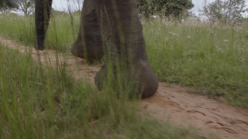 An elephant walks along a muddy dirt path through a grassland on a cloudy day