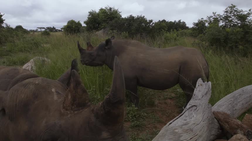 Rhinoceros stands in the grass next to a log that is laying cross a dirt path