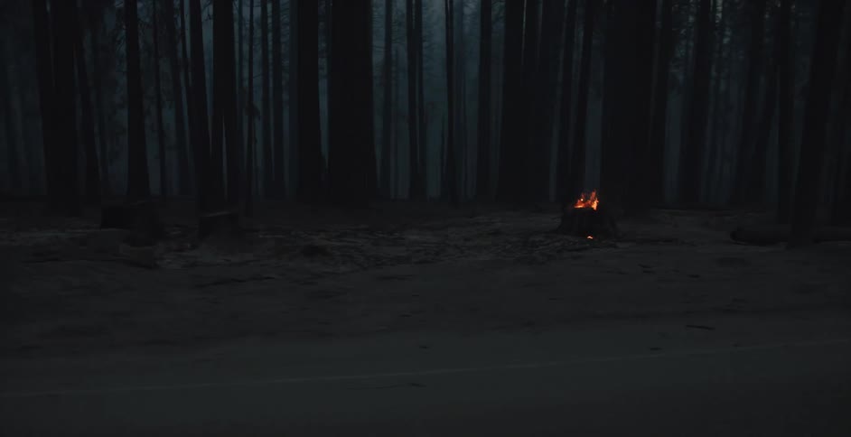 A burning tree stump beside a road through a smoky forest during the day