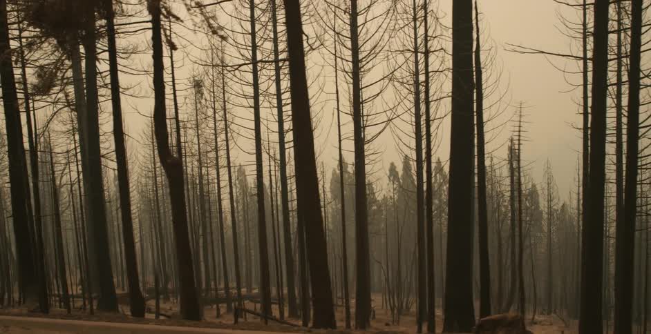 A forest of trees grows down the side of a mountain and there is smoke filling the air