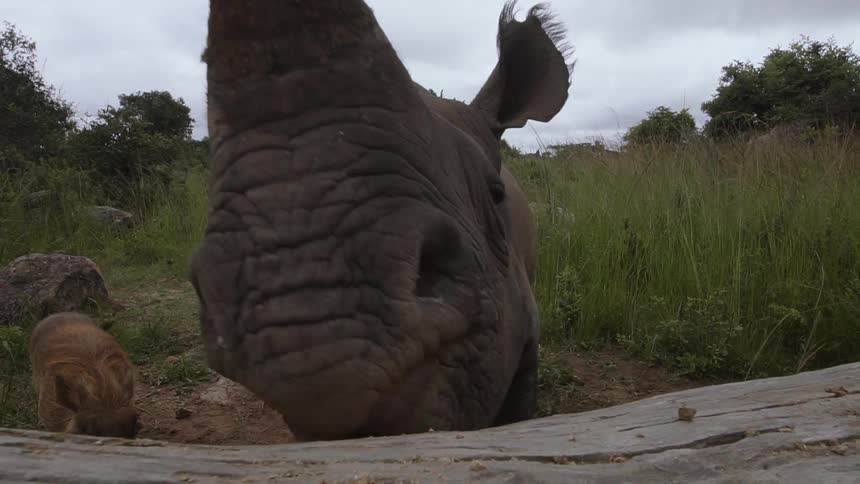 Rhinos and warthogs on the savanna on a cloudy day