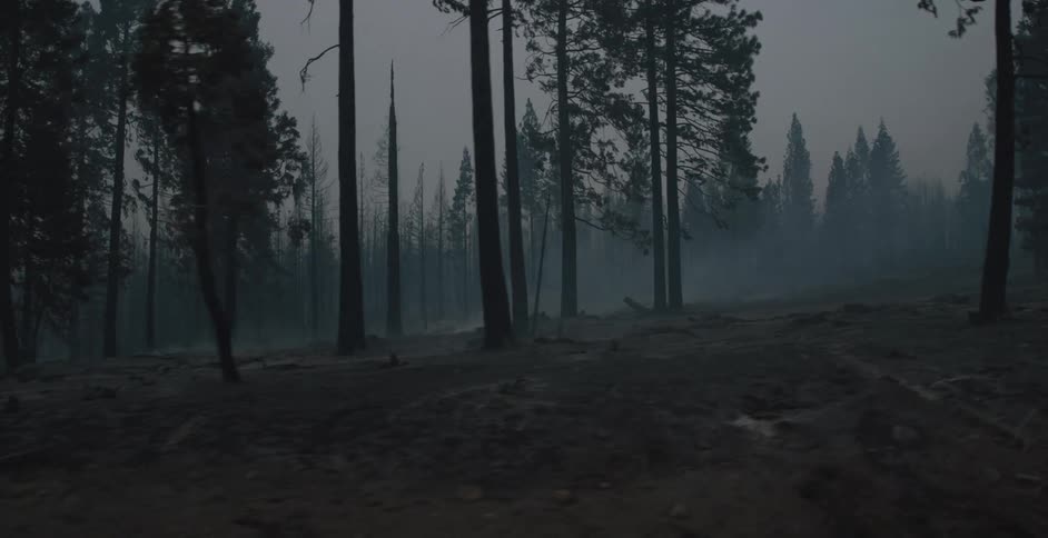 Mist sits over the ground in the forest at night