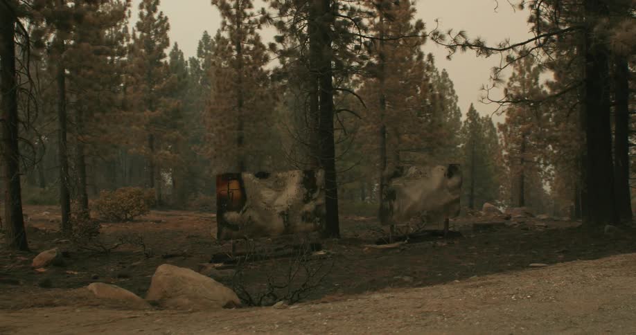 A pair of charred billboards in a woodland in the evening