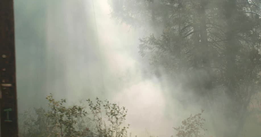 Smoke moves through trees in a forest and fills the air as the sun shines from above