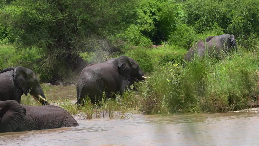 Elephant herd emerges from an African watering hole