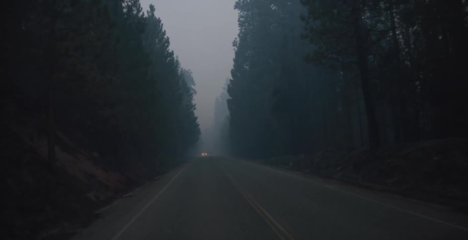 A vehicle travels along a foggy road through a forest in the evening