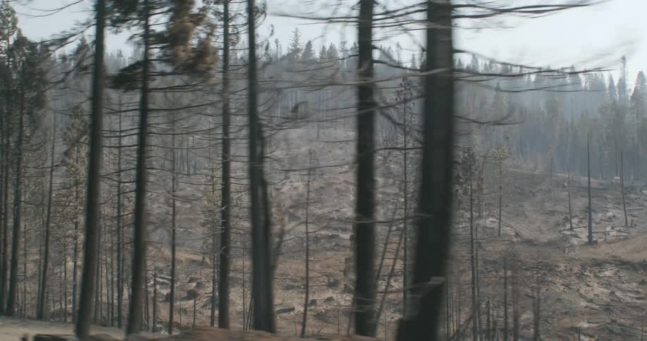 Lingering smoke and burned patches after a forest wildfire