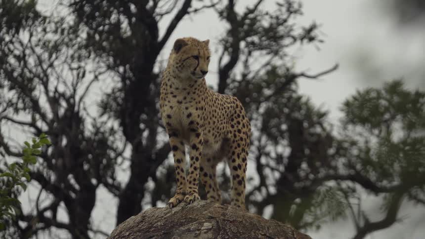 Lone cheetah stands on stone near tree looking around