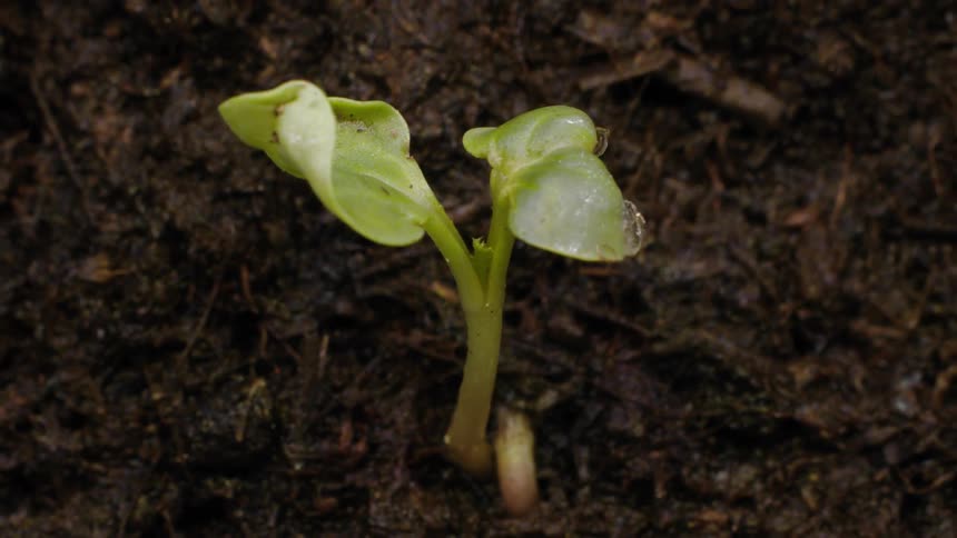 A seedling growing from wet soil in nature, from seed to plant