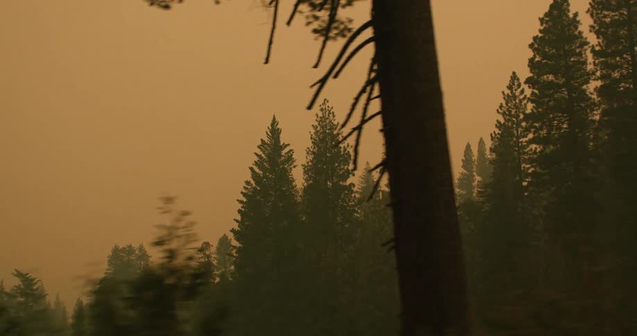 Forest trees stand silhouetted against the red sky