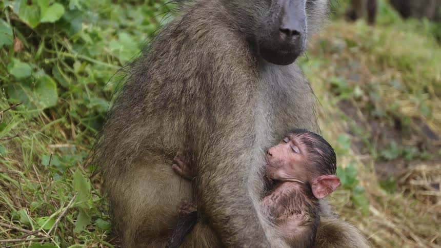 One baboon nurses its young while another baboon approaches