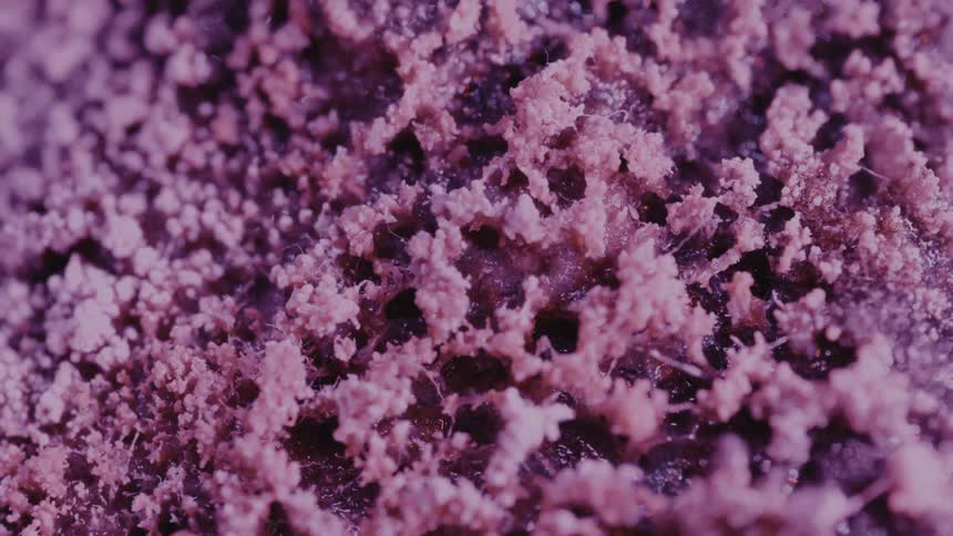A camera rotates around a natural network of insects and fungi, mycorrhizal network