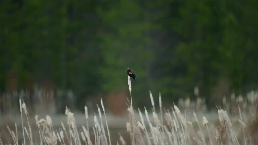 A Red-winged blackbird is sitting on a cattail and hops around for different views with ducks flying in the background