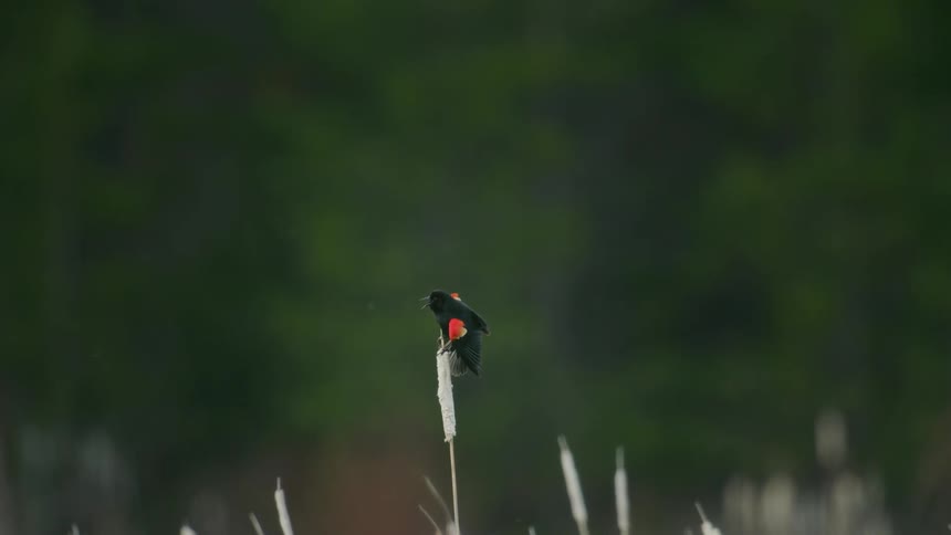 A red-winged blackbird (Agelaius phoeniceus) sits on a reed outside in the early spring months