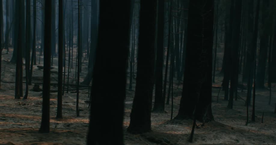 Dark trunks of burnt trees standing on a forest at evening