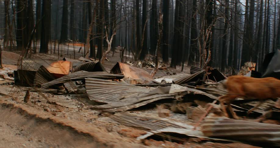 A deer is standing among the debris from a destroyed building in the woods