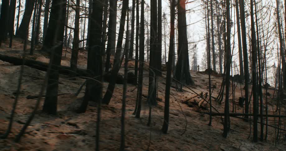 The forest is barren on the hill