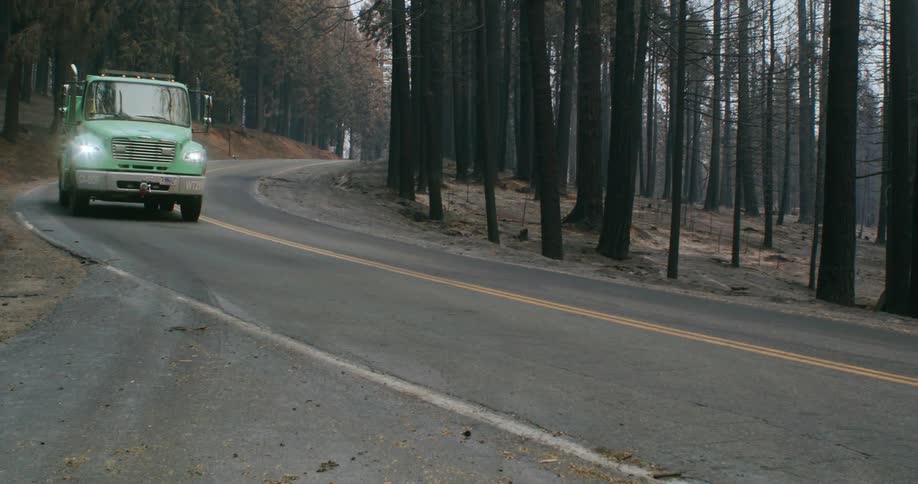 Shipping trucks driving past a forest