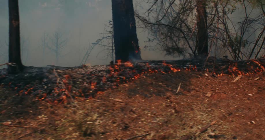 Fire burning the grass on the side of a road next to a forest covered in white smoke