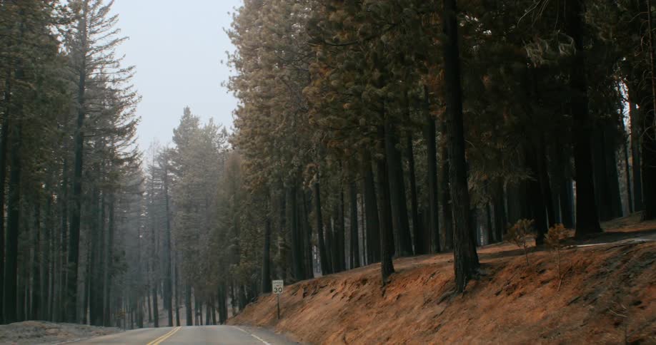 There is a view of the woods in the forest area in the middle of the day