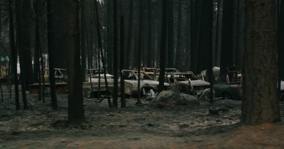 Damaged and burnt vehicles fill a forest