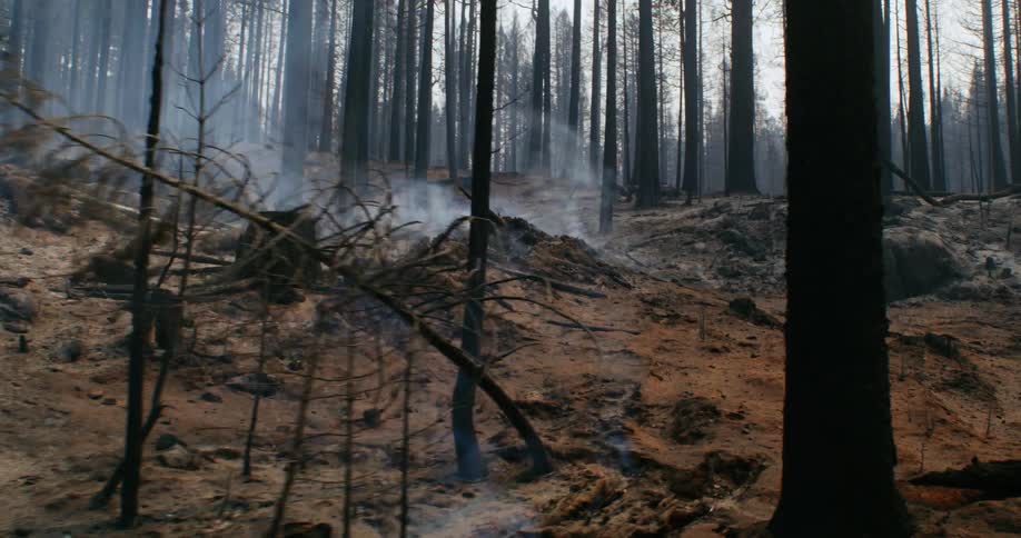 White smoke coming out of the ground on a hill after a forest fire at evening