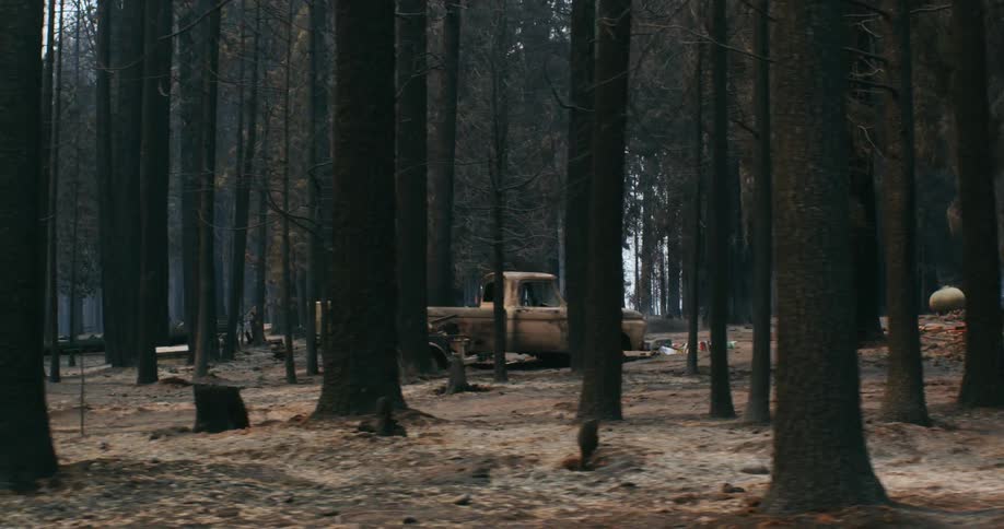 The forest is burned and full of broke down vehicles