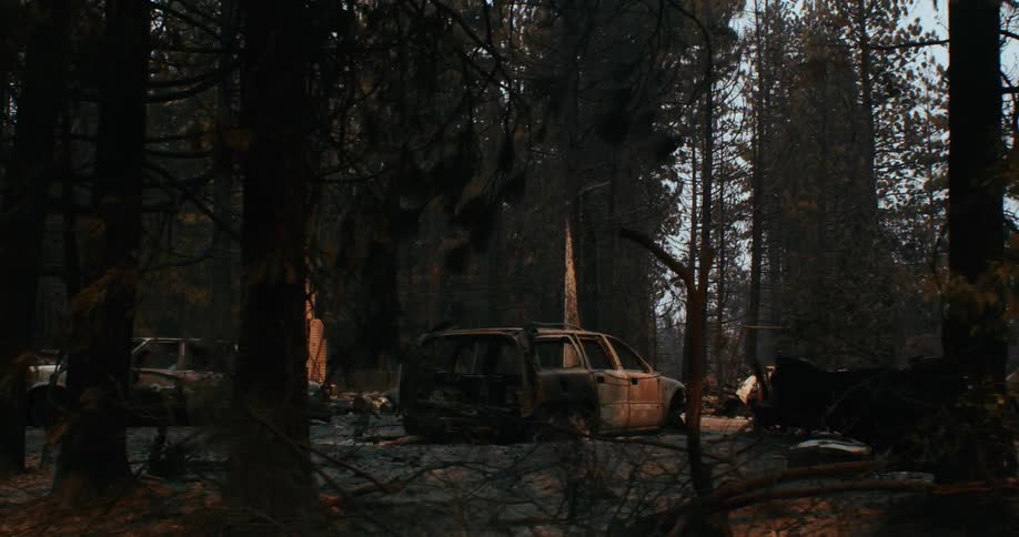 Abandoned cars on a clearing in a pine tree forest at evening