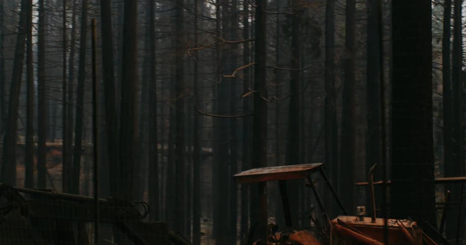 There is a tractor on a hill in a forest and smoke is in the air among tall trees