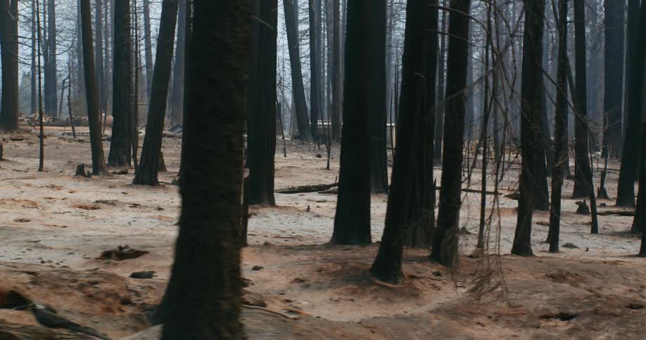 A house untouched by fire sits in the middle of a burned forest
