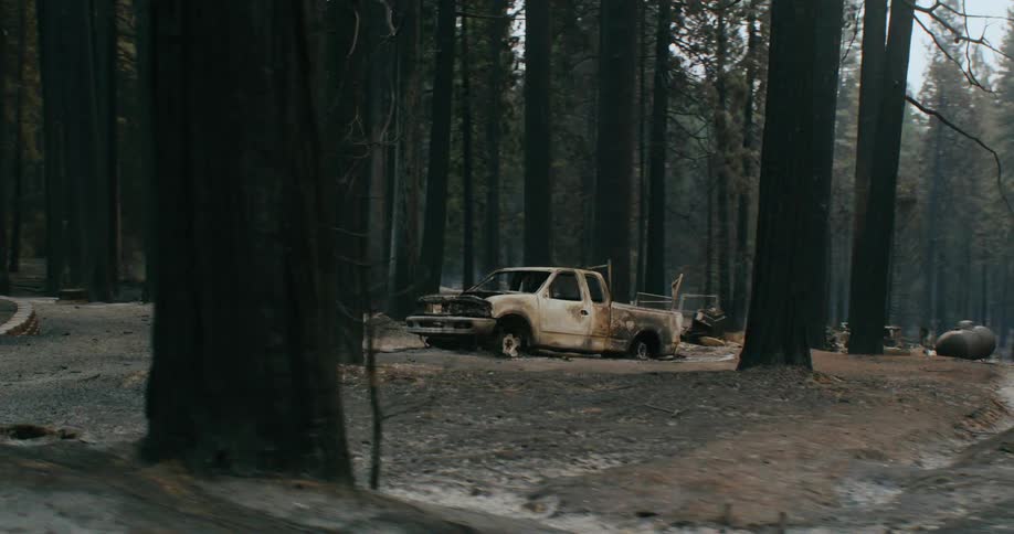 The vehicles are burned and broken down in the forest
