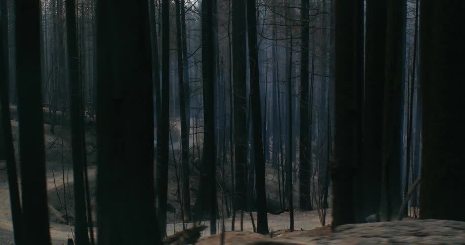 Dead trees in a forest with a little smoke rising from the ground
