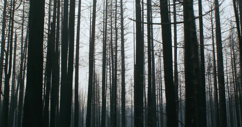 A dirt road runs up a hill through the forest