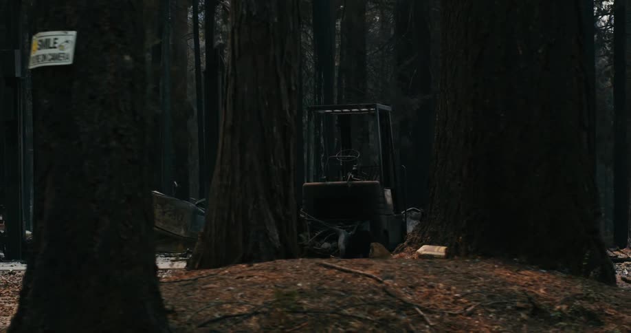 In the day time there is a view of the forest surrounded by trees