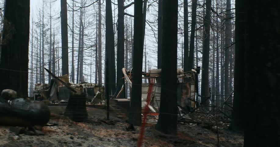 A view of a forest full of burnt trees