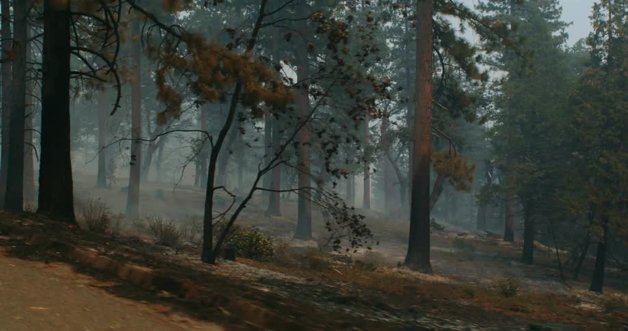 Automobiles travel on a road through a smoke filled mountain forest