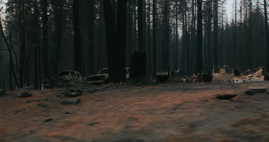 Wrecked cars are on the land by the forest