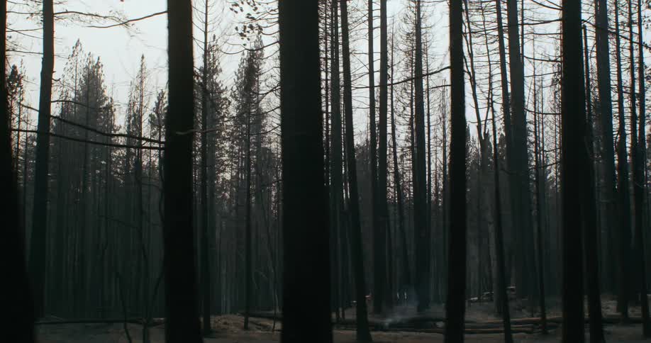 Burnt remains of houses after a forest fire at evening
