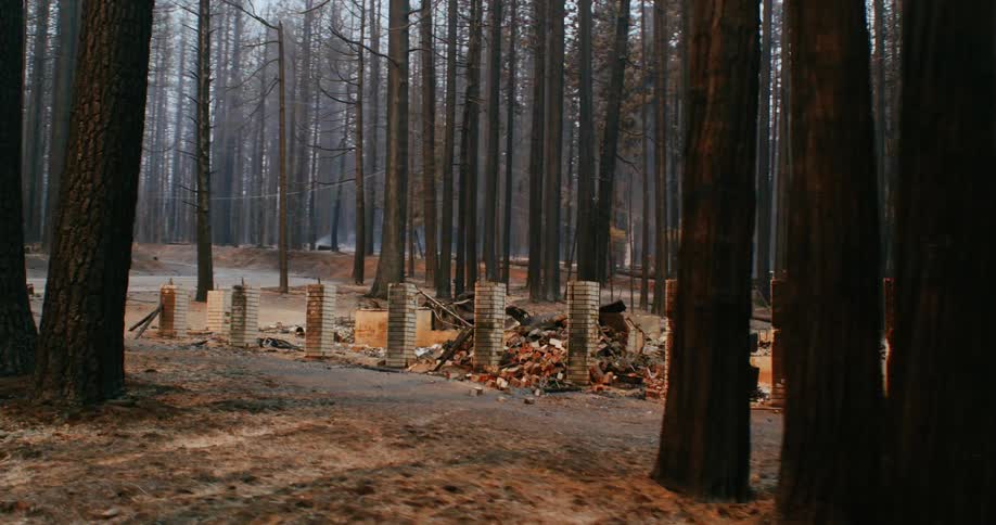 Burned down remains of a cabin in a clearing on a pine tree forest