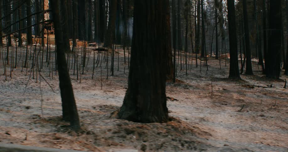 The view is of the woods in the middle of the day time