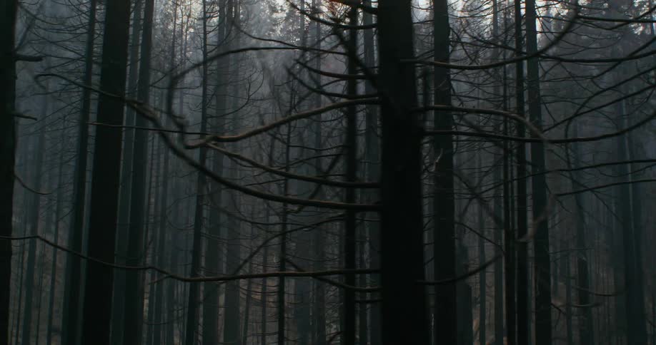 White smoke over the burnt pine trees after a forest fire at evening