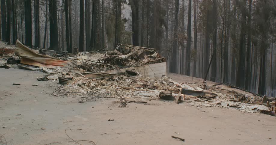 A view of a forest with burnt out trees