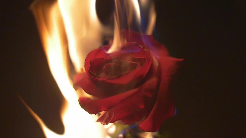 A red rose is burning on fire