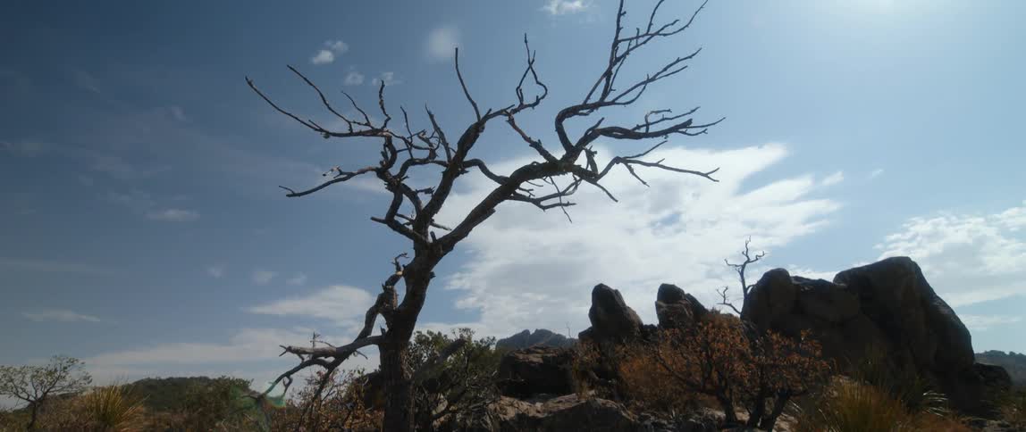 A barren tree is in the desert