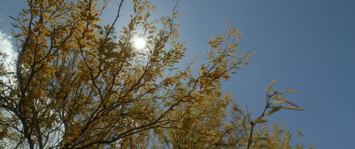 The sun shines down on a tree with yellow leaves