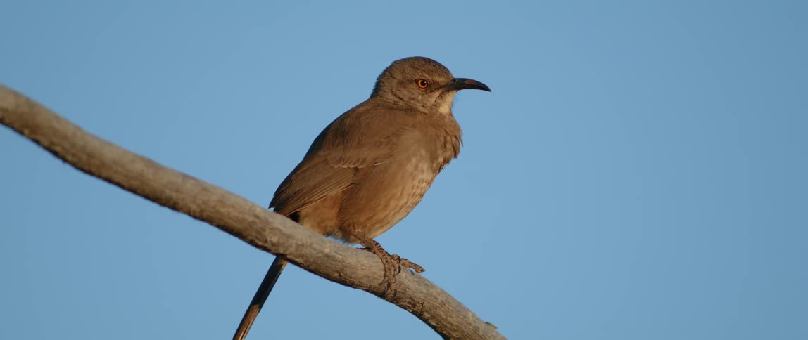A bird looks around while it sits on a branch
