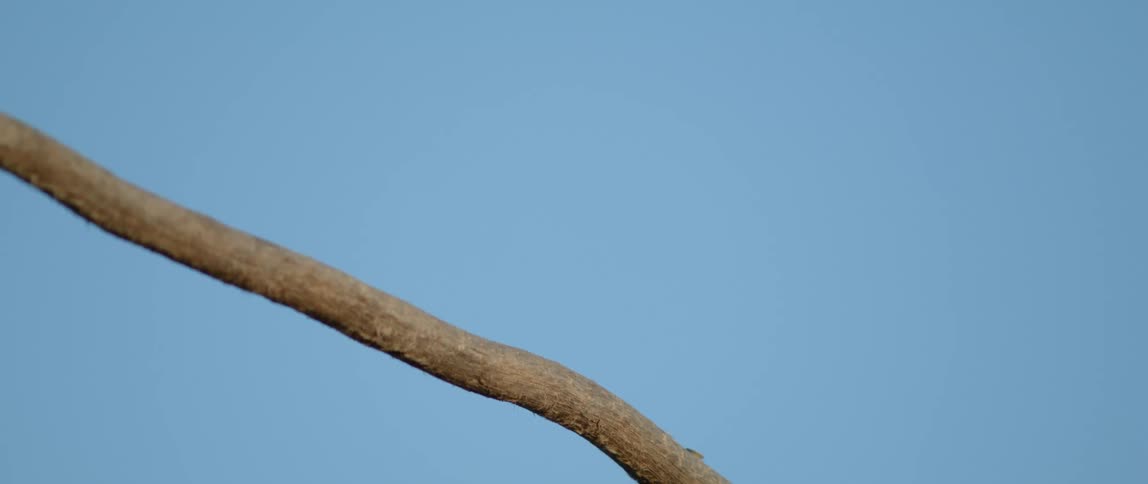 A bird perched on a bare branch suddenly takes off